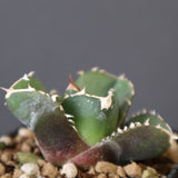 【DRAGON AGAVE】アガベ 達摩 EC2816