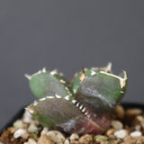 【DRAGON AGAVE】アガベ 達摩 EC2816