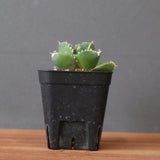 【DRAGON AGAVE】アガベ 達摩 EC2815