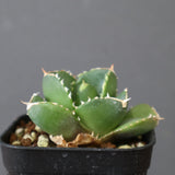 【DRAGON AGAVE】アガベ 達摩 EC2815