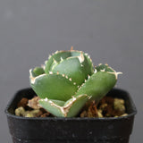 【DRAGON AGAVE】アガベ 達摩 EC2815