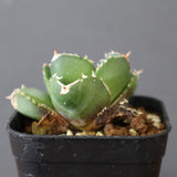 【DRAGON AGAVE】アガベ 達摩 EC2815