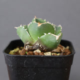 【DRAGON AGAVE】アガベ 達摩 EC2815