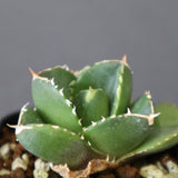 【DRAGON AGAVE】アガベ 達摩 EC2815