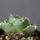 【DRAGON AGAVE】アガベ 達摩 EC2815