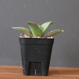 【DRAGON AGAVE】アガベ 聖火 EC2818