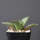 【DRAGON AGAVE】アガベ 聖火 EC2818