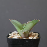 【DRAGON AGAVE】アガベ 聖火 EC2818