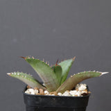 【DRAGON AGAVE】アガベ 聖火 EC2818