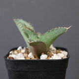 【DRAGON AGAVE】アガベ 聖火 EC2818