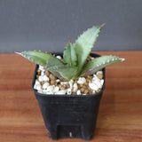 【DRAGON AGAVE】アガベ 聖火 EC2818
