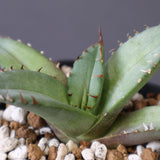 【DRAGON AGAVE】アガベ 聖火 EC2818