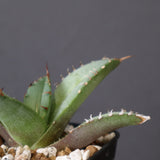 【DRAGON AGAVE】アガベ 聖火 EC2818