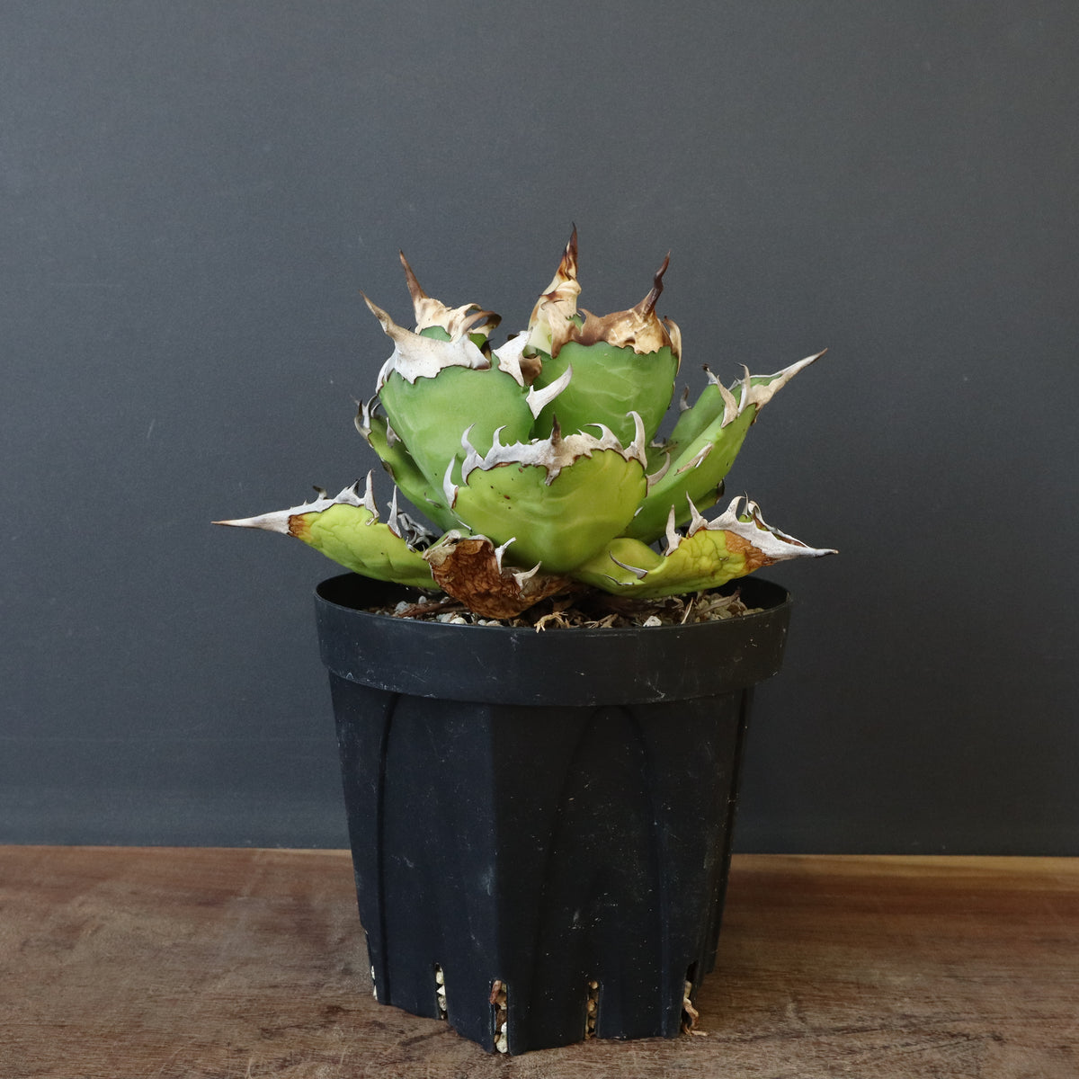 アガベSALE – 3ページ目 – TaiShoDo ONLINE SHOP