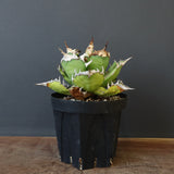 【DRAGON AGAVE】アガベ 獵豹　 EC1004