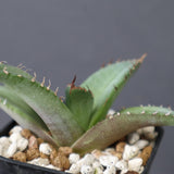 【DRAGON AGAVE】アガベ 聖火 EC2818
