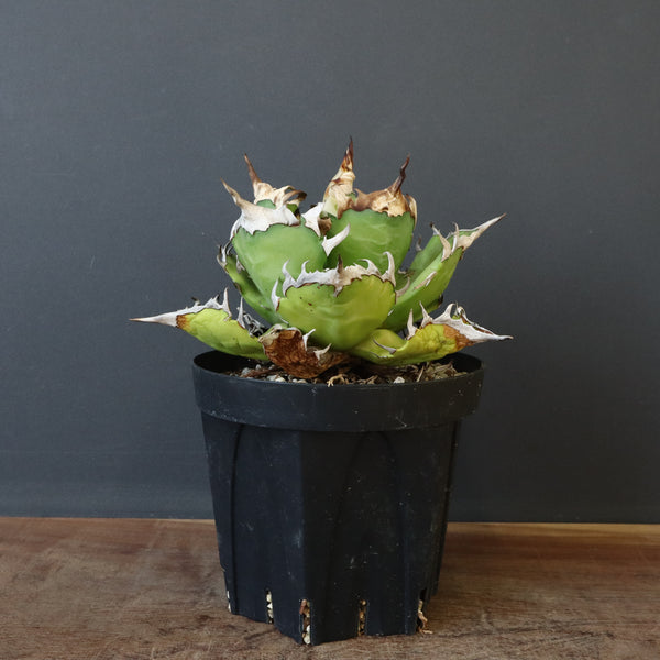 【DRAGON AGAVE】アガベ 獵豹　 EC1004