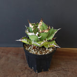 【DRAGON AGAVE】アガベ 獵豹　 EC1004