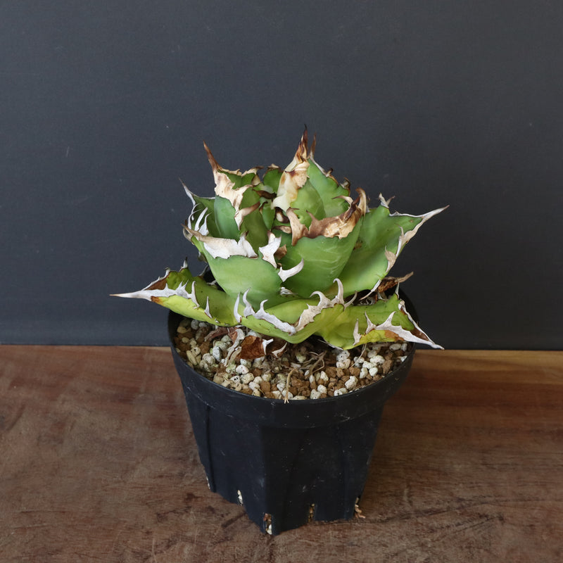 【DRAGON AGAVE】アガベ 獵豹　 EC1004