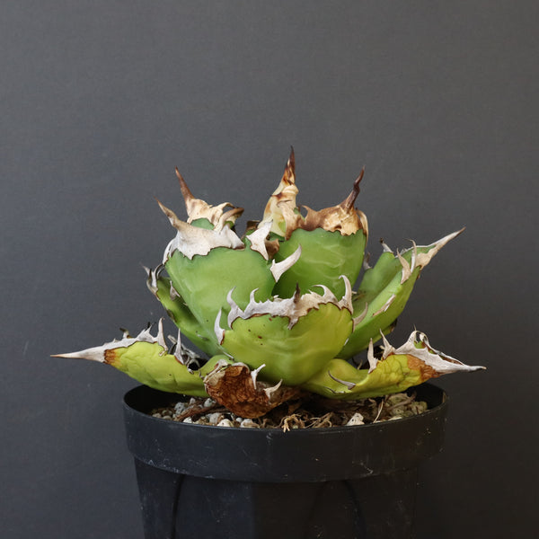 【DRAGON AGAVE】アガベ 獵豹　 EC1004