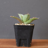 【DRAGON AGAVE】アガベ 聖火 EC2817