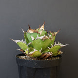 【DRAGON AGAVE】アガベ 獵豹　 EC1004