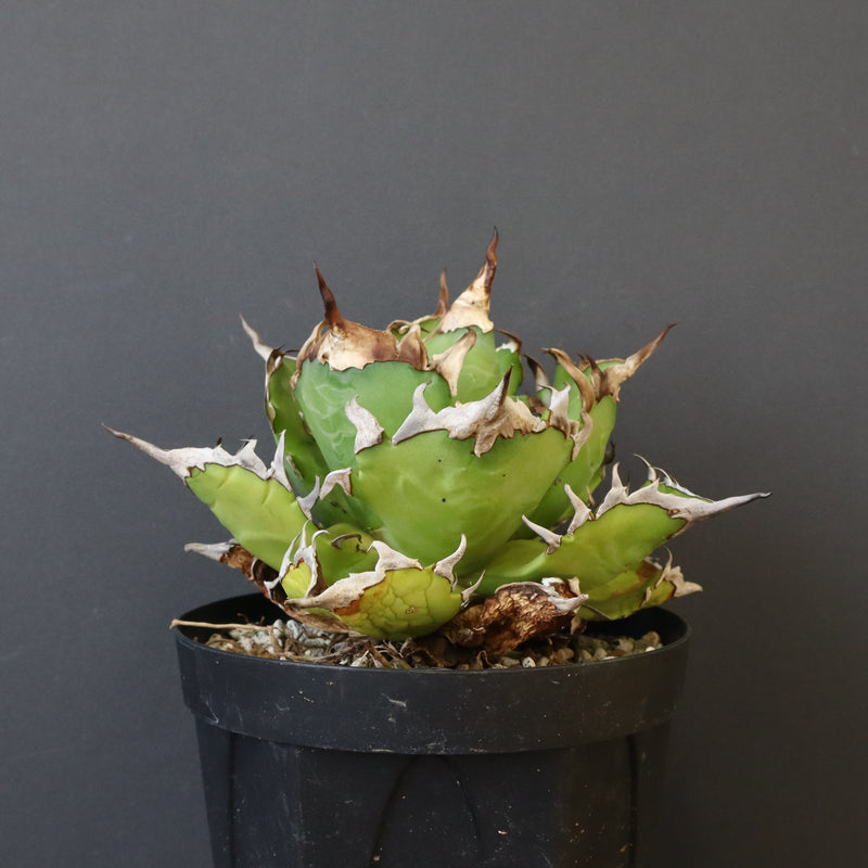 【DRAGON AGAVE】アガベ 獵豹　 EC1004