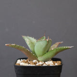 【DRAGON AGAVE】アガベ 聖火 EC2817