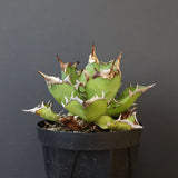 【DRAGON AGAVE】アガベ 獵豹　 EC1004