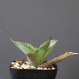 【DRAGON AGAVE】アガベ 聖火 EC2817