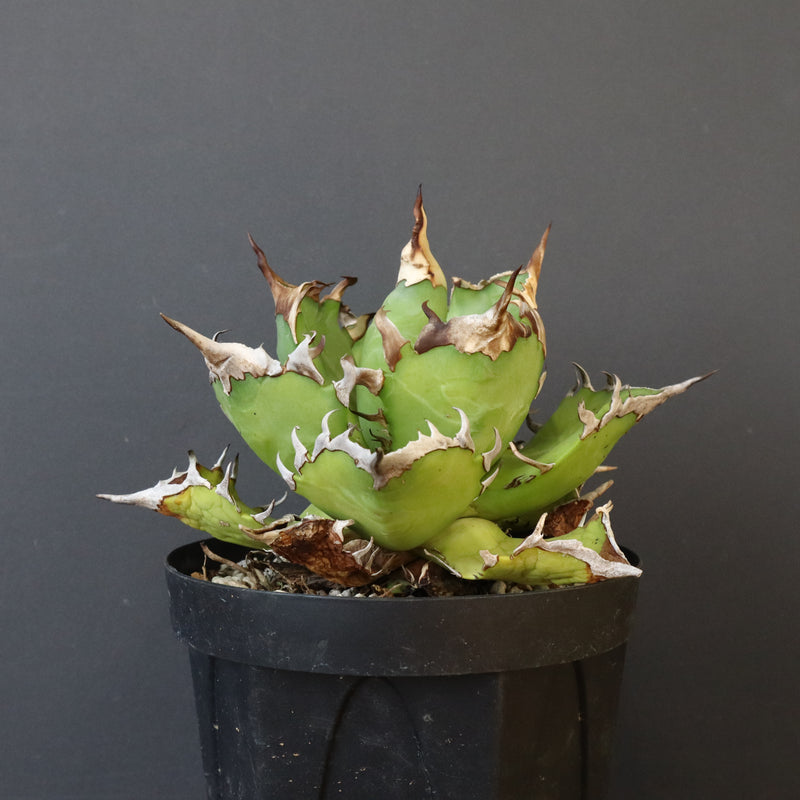 【DRAGON AGAVE】アガベ 獵豹　 EC1004