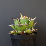 【DRAGON AGAVE】アガベ 獵豹　 EC1004