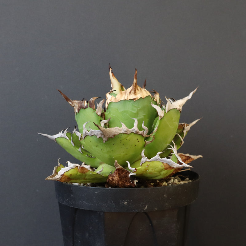 【DRAGON AGAVE】アガベ 獵豹　 EC1004