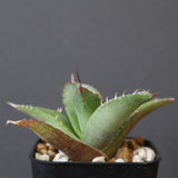【DRAGON AGAVE】アガベ 聖火 EC2817