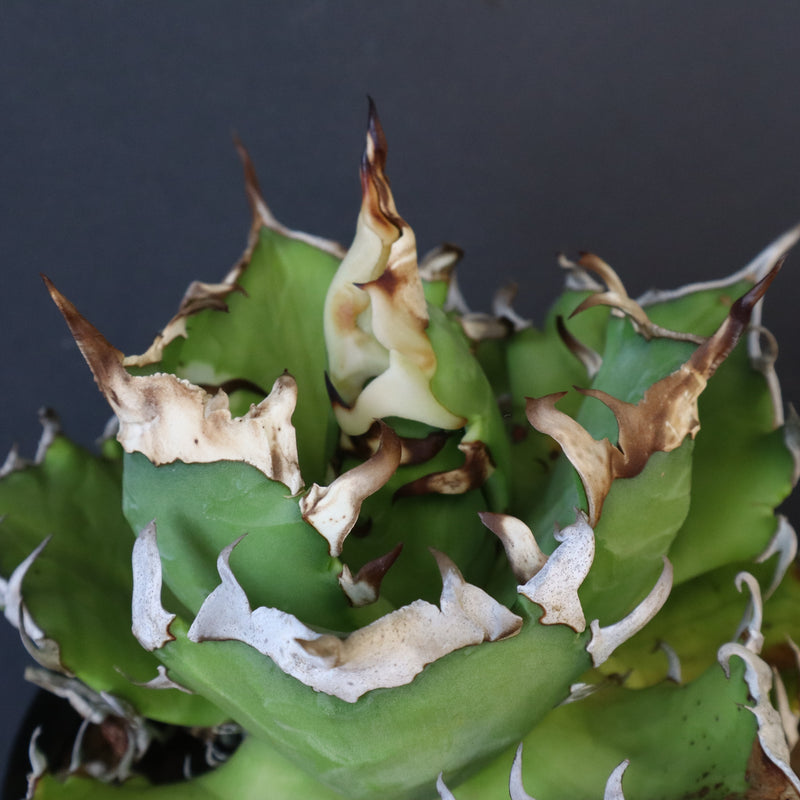 【DRAGON AGAVE】アガベ 獵豹　 EC1004