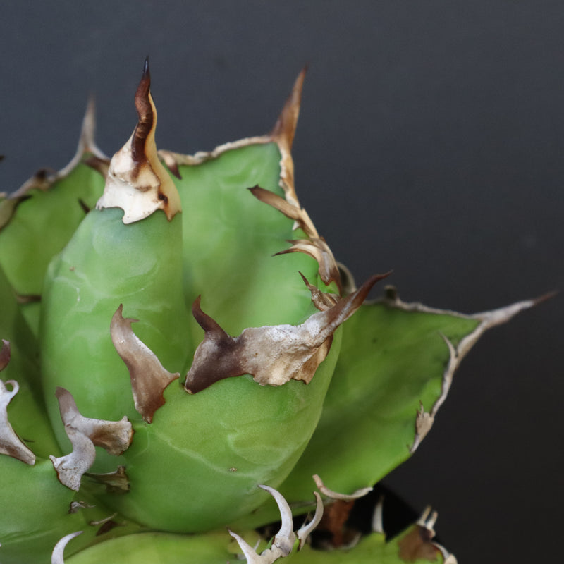 【DRAGON AGAVE】アガベ 獵豹　 EC1004