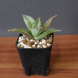 【DRAGON AGAVE】アガベ 聖火 EC2817