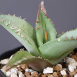 【DRAGON AGAVE】アガベ 聖火 EC2817