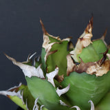 【DRAGON AGAVE】アガベ 獵豹　 EC1004