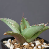 【DRAGON AGAVE】アガベ 聖火 EC2817
