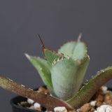 【DRAGON AGAVE】アガベ 聖火 EC2817