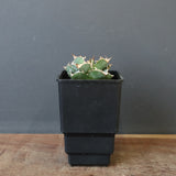 【DRAGON AGAVE】アガベ 清櫻　EC1005