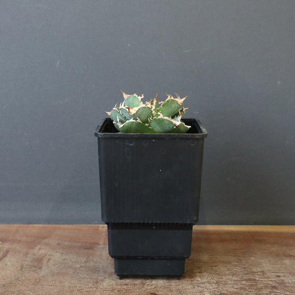 【DRAGON AGAVE】アガベ 清櫻　EC1005