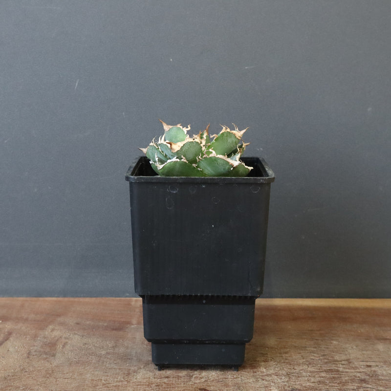 【DRAGON AGAVE】アガベ 清櫻　EC1005