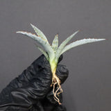 【DRAGON AGAVE】アガベ 甲蟹×屈原 EC1277