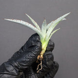 【DRAGON AGAVE】アガベ 甲蟹×屈原 EC1277