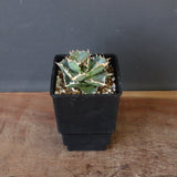 【DRAGON AGAVE】アガベ 清櫻　EC1005