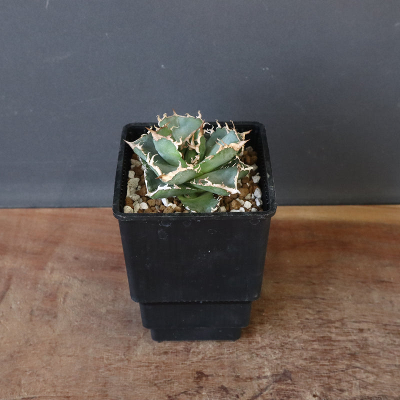 【DRAGON AGAVE】アガベ 清櫻　EC1005