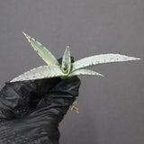 【DRAGON AGAVE】アガベ 甲蟹×屈原 EC1277