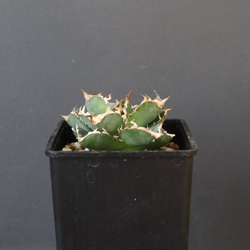 【DRAGON AGAVE】アガベ 清櫻　EC1005